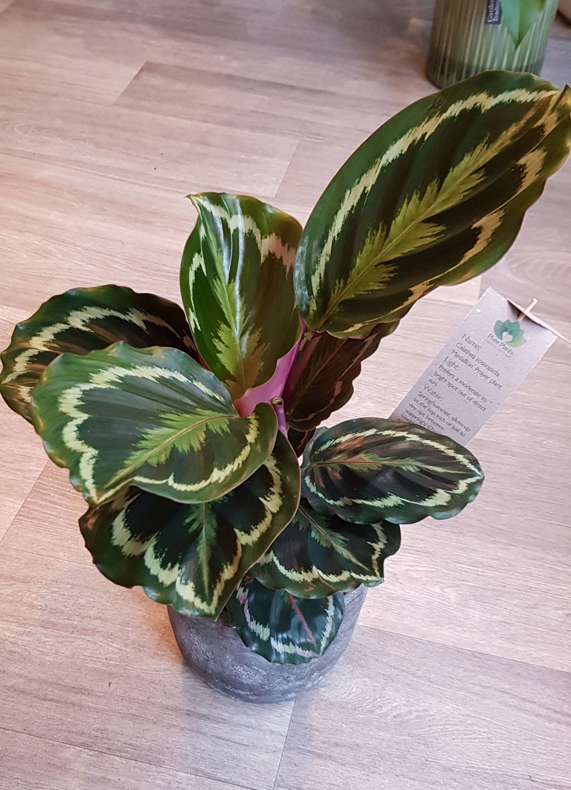 Calathea Roseopicta 'Medallion' comes in ceramic pot with handmade care label.