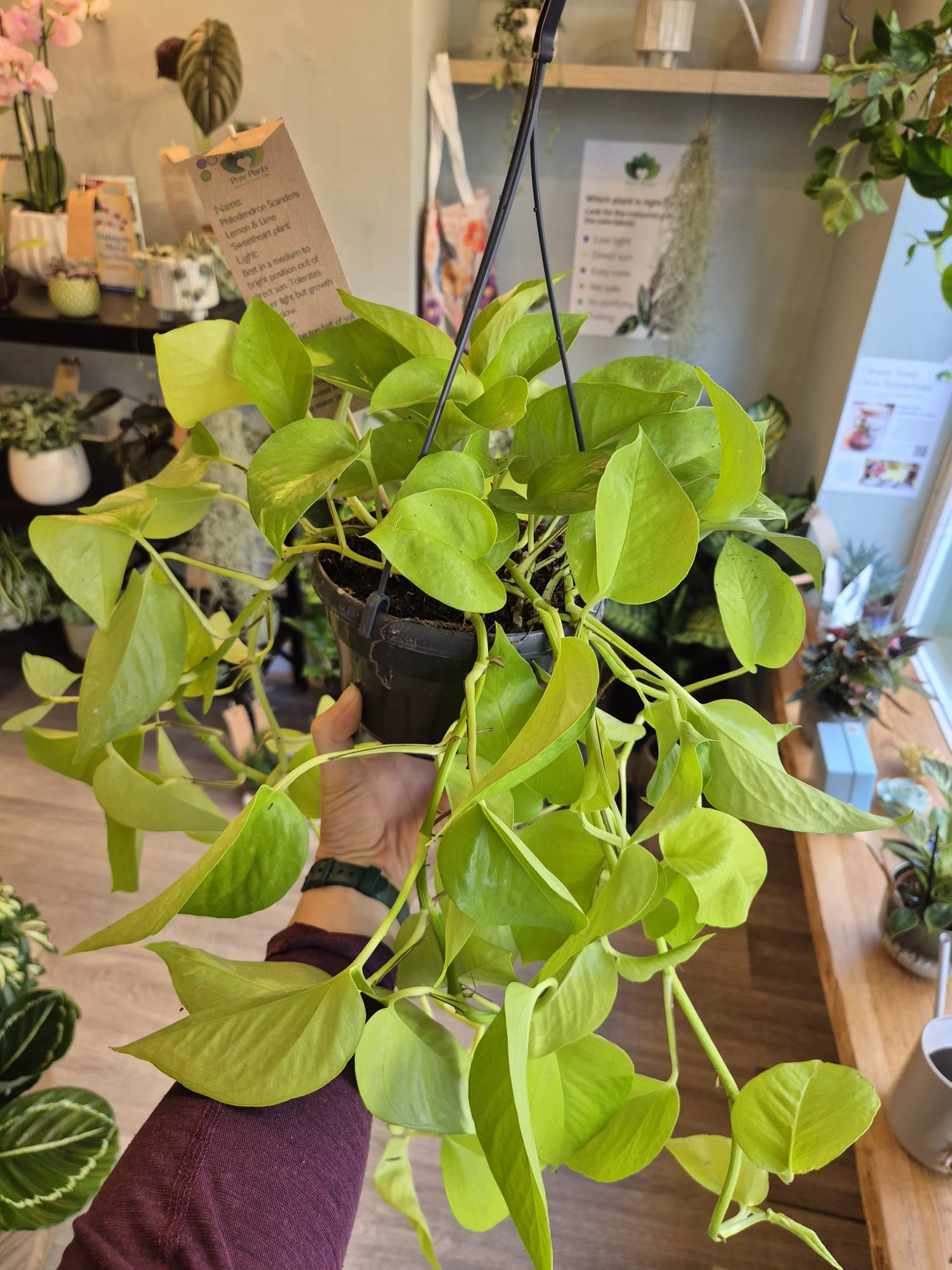 Philodendron 'Micans' Lemon Lime in the pot of your choice with care card