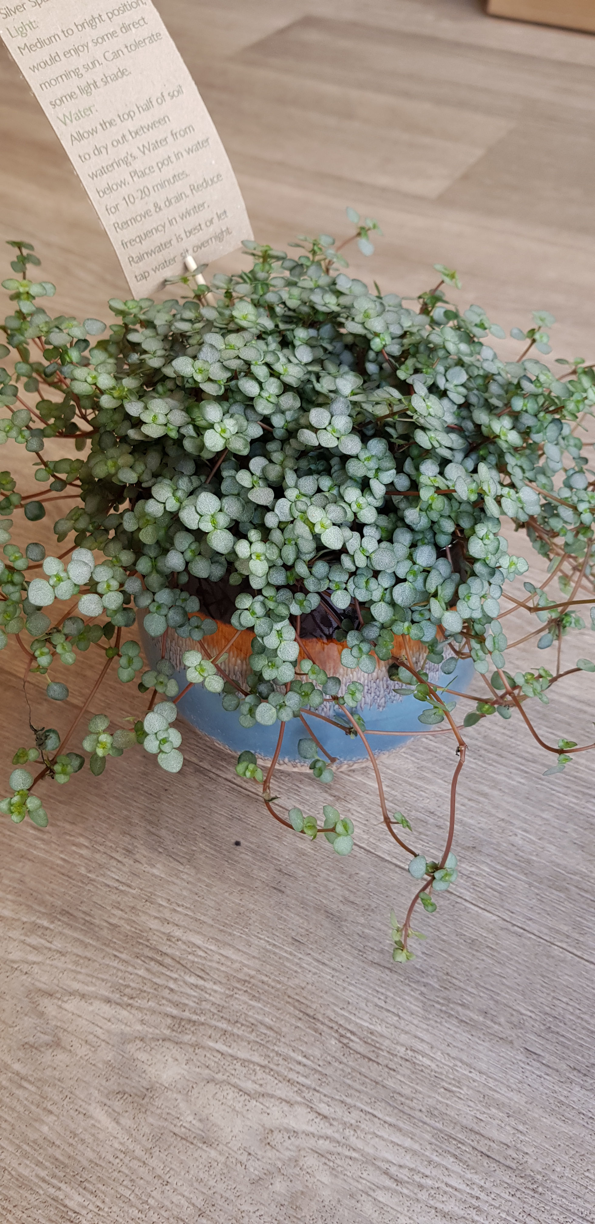 Pilea glaucophylla greyzy 'Silver Sparkles'. A gorgeous trailing succulent with round silvery leaves on red stems.