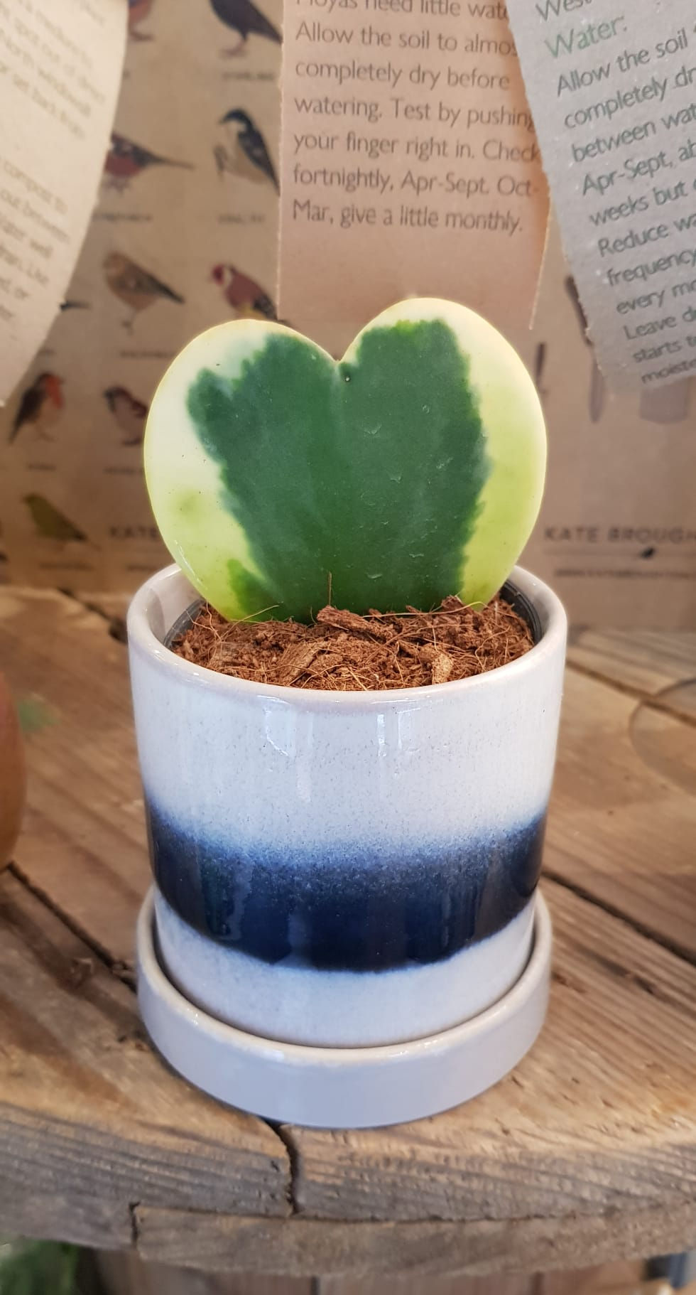 Hoya Kerrii variegata 'Sweetheart plant' in your choice of pot with care label