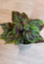 Coleus Tiger 'Painted Nettle Plant' green leaves with purple striped patterns