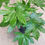 Thumbnail: Fatsia Japonica 'Japanese Aralia' in ceramic pot