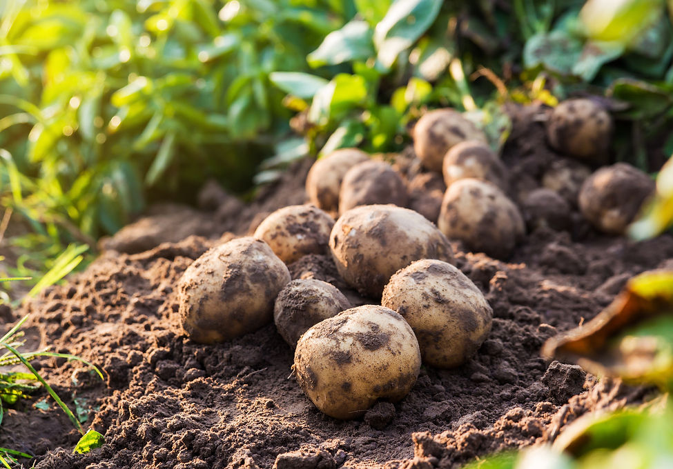 fresh organic potatoes in the field.jpg