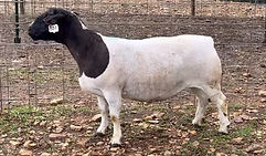 801 EWE.png