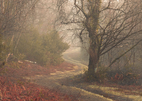 Woodland Images