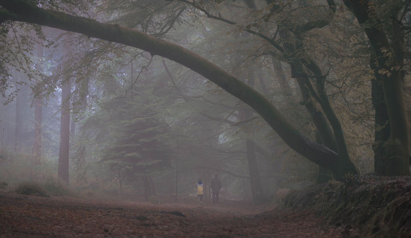 A walk at Mamhead Forest