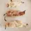 Thumbnail: DAY OLD CHICKS - 5pcs