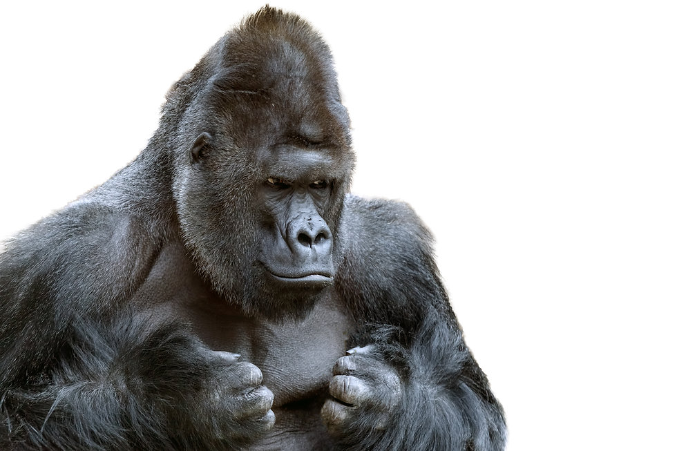 gorilla.jpeg
