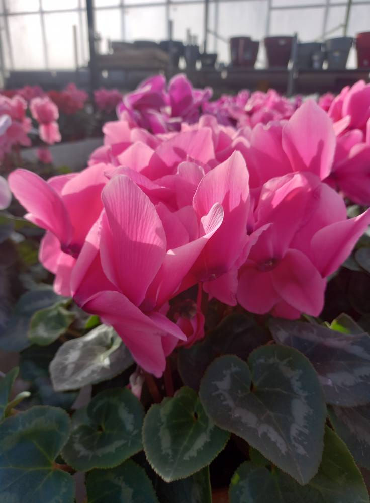 fleur de cyclamen rose