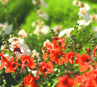 Wild Flowers