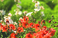 fiori selvatici