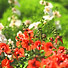 Wild Flowers