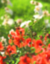 fleurs sauvages