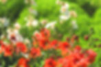 Performance Plants for Months of Colour