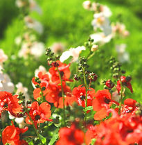 Livlige rĂžde blomster
