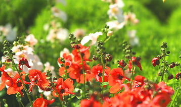 Wild Flowers