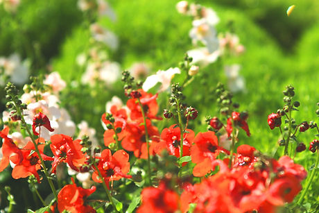 wild Flowers