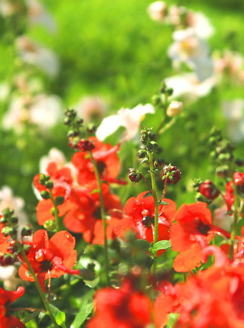 7 Essential Flowers for Witches – Class