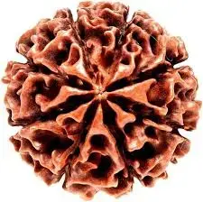 Thumbnail: 8 Mukhi Nepali Rudraksha – Obstacle Removal (Ganesha)