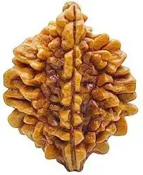 Thumbnail: 2 MUKHI NEPALI RUDRAKSHA