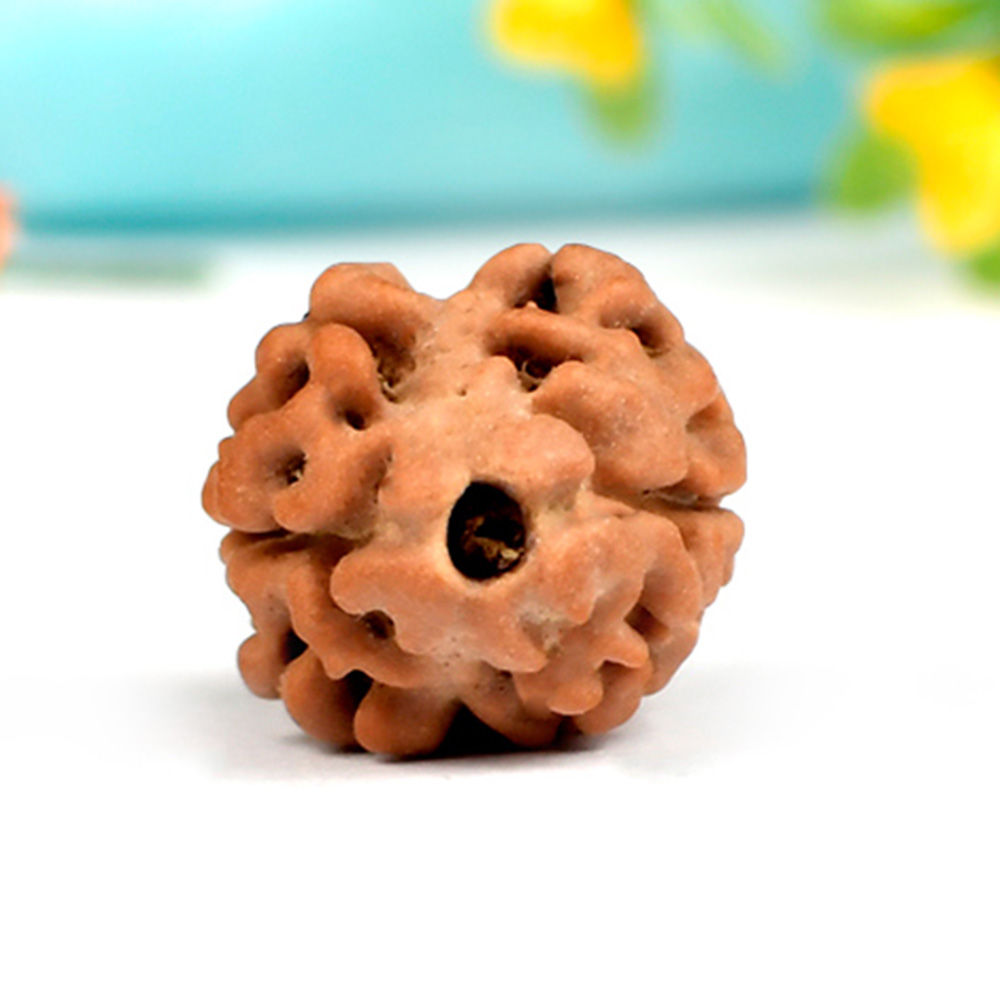 2 MUKHI NEPALI RUDRAKSHA