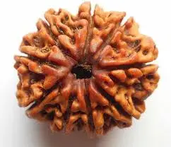 Thumbnail: 9 Mukhi Nepali Rudraksha – Durga Shakti & Protection