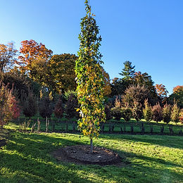 Sweet Gum