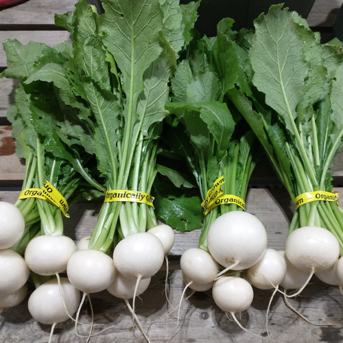 Hakurei Sweet Salad Turnips Mysite