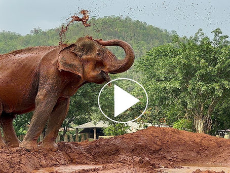 Let's Feed Sopa for World Elephant Day!