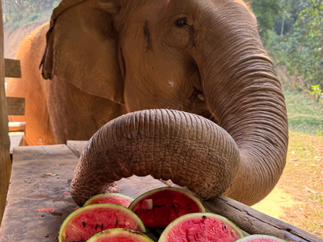 Earth Day for Elephants!
