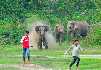 https://asia.nikkei.com/NAR/Articles/Elephants-ransack-Indian-villages-as-habitat-disappears
