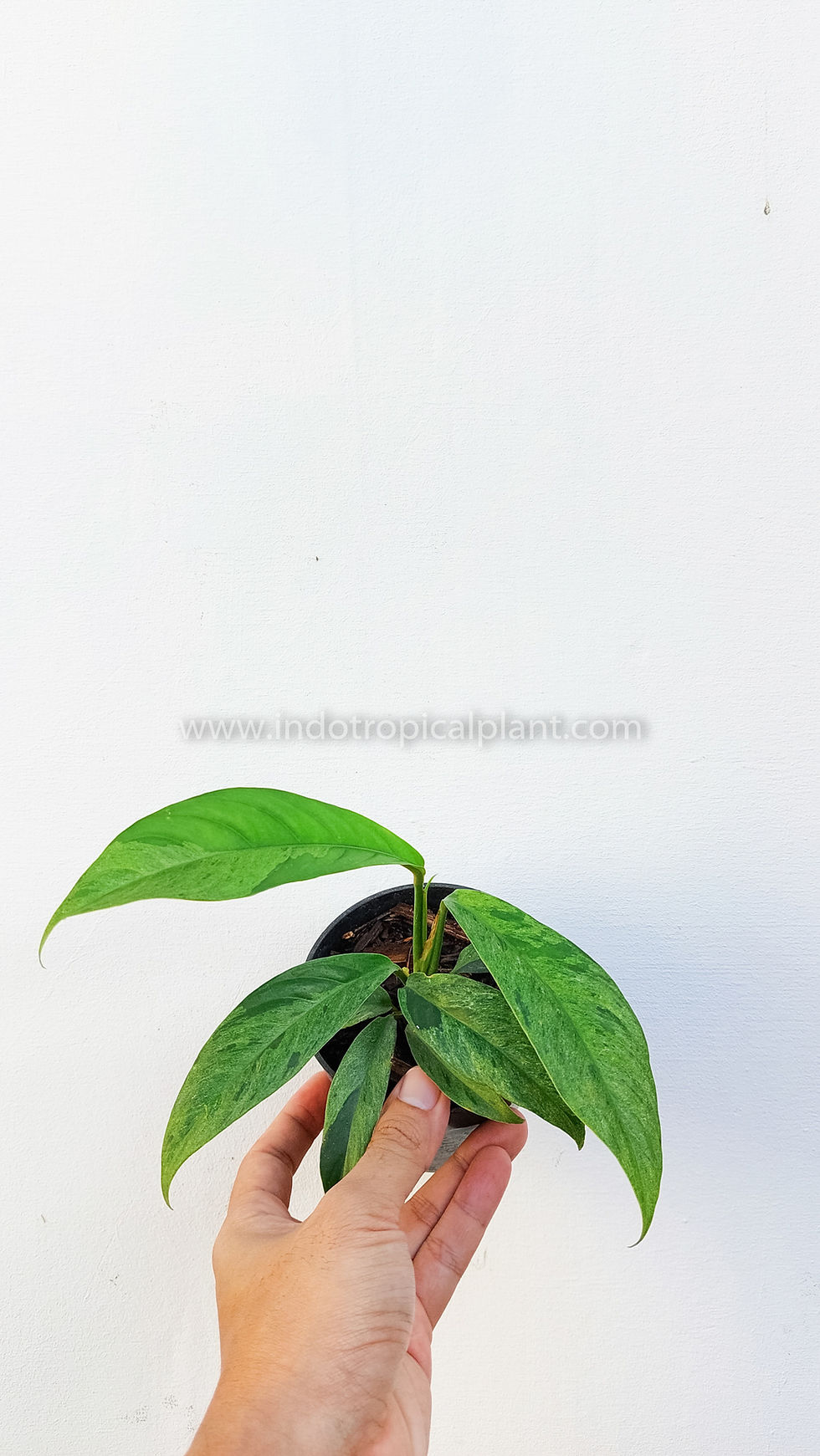 Thumbnail: Rhaphidophora foraminifera 'Mint Variegated / Variegata'