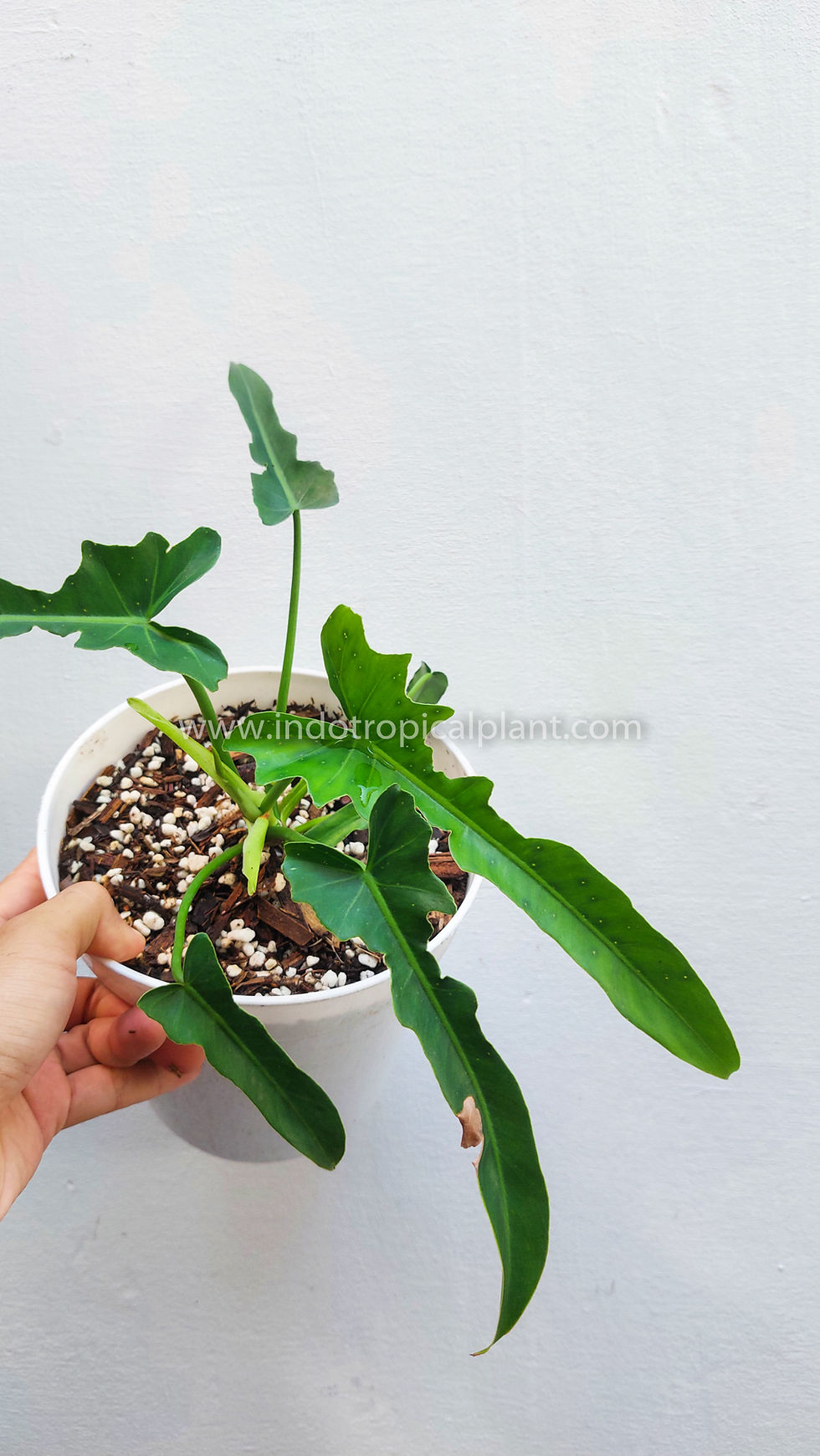 Thumbnail: Philodendron longilobatum / 'Dragon Narrow'