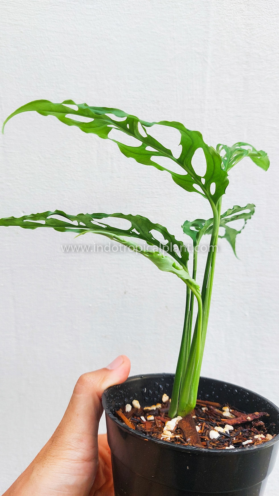 Thumbnail: Monstera obliqua Peruvian