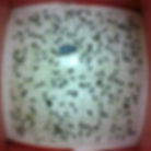 Oriental Fruit Moth.jpg
