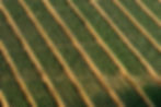 Field_Sky_View.jpg