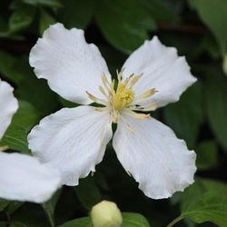 Clematis snowflake