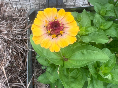 In Our Gardens: Summer is Sizzling