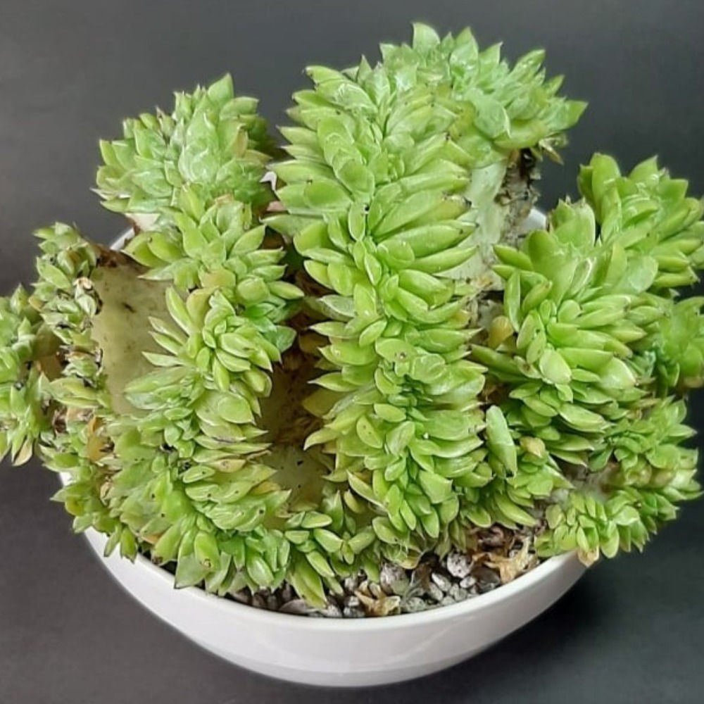Shrubby Stonecrop Crest - 7 inches