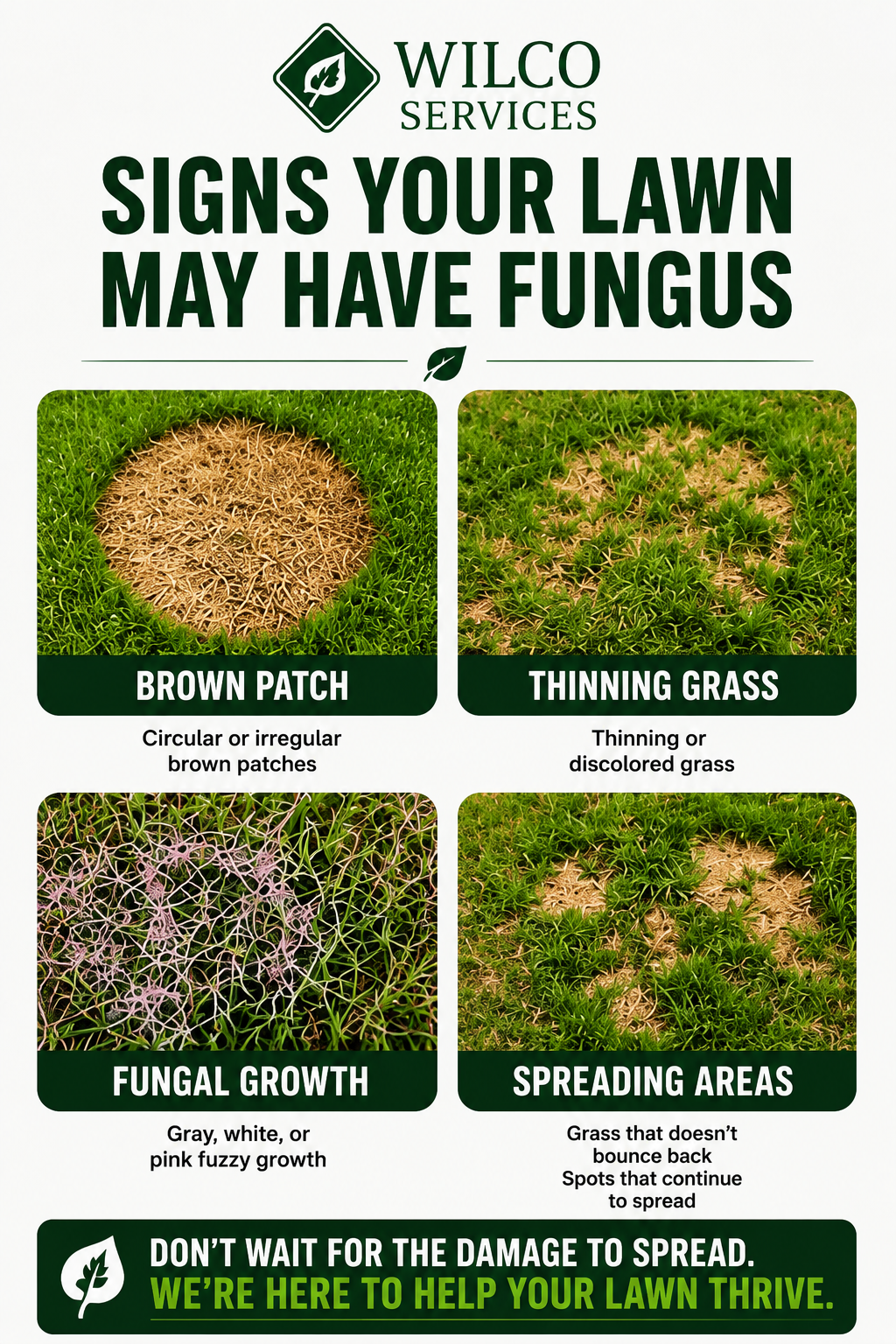 larger image of lawn disease.png