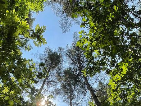 SLU söker deltagare till program för NaturBaserad StressTerapi