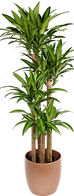 PikPng_edited.png