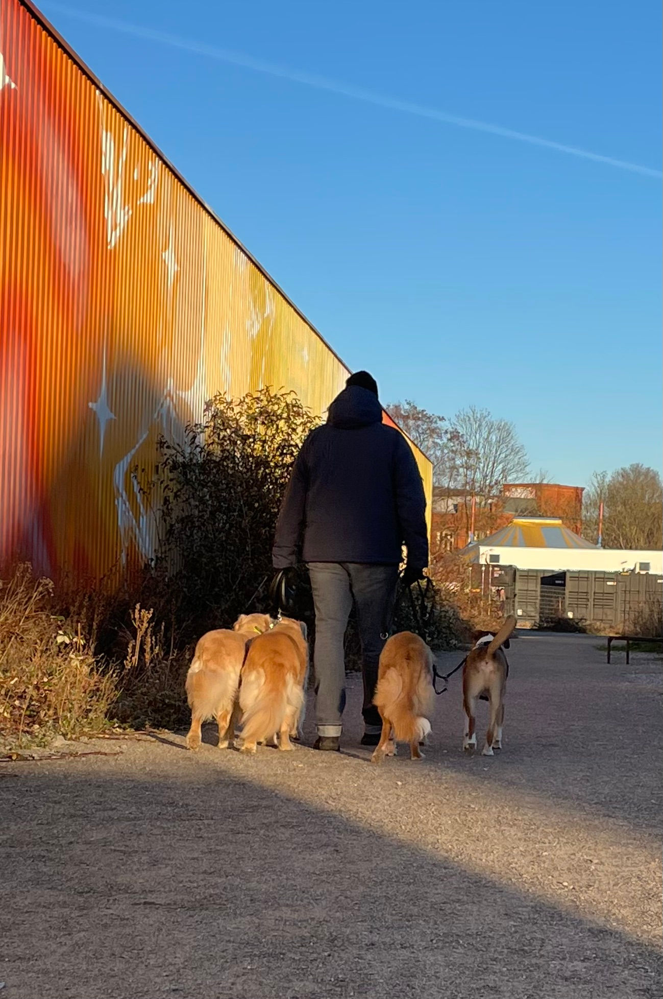 Alltagshunde Gruppentraining