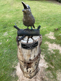 LAUGHING KOOKABURRA