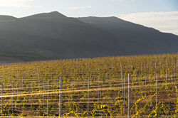 Vineyards in Vayots Dzor, Armenia
