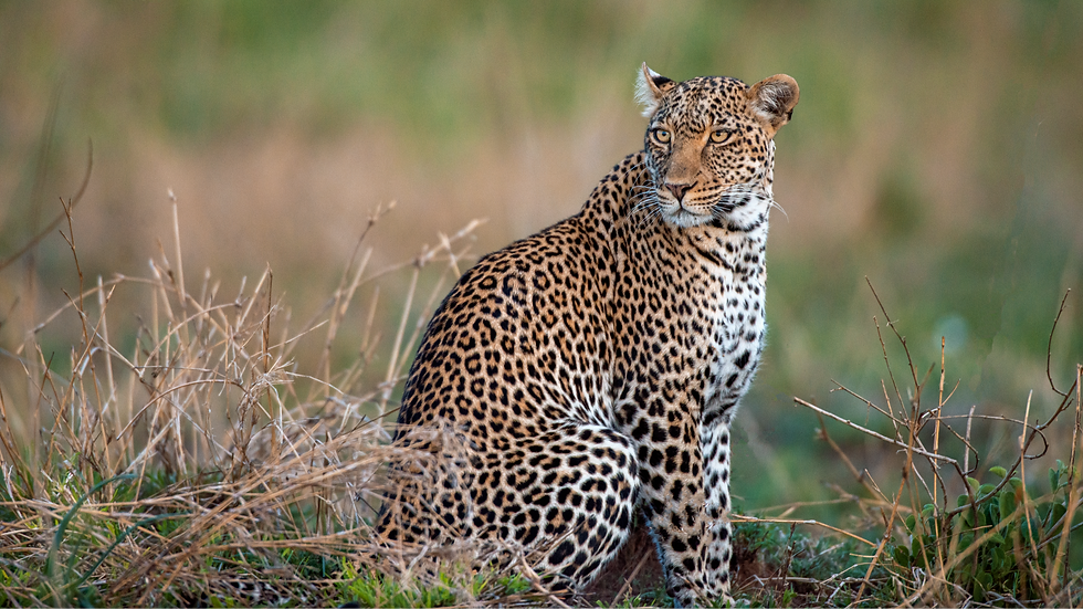 Your First Tanzania Safari