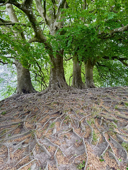 TREE-roots-Avebury.jpeg