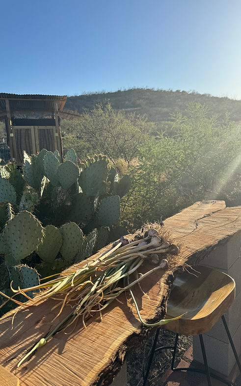 Freshly harvested garlic on a mesquite slab table