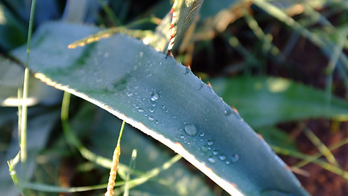 Rain drops on an agave