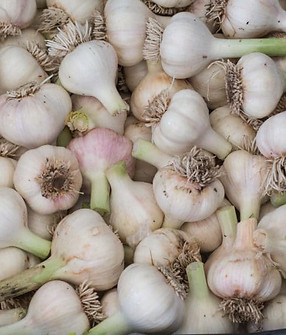 GARLIC.jpg